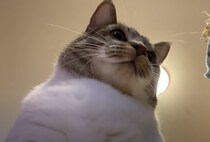 もっふもふの胸毛がたまらん！ ボール遊びする猫を下から観察してみた