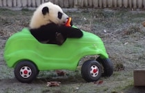 ちゃんと乗りこなせるかな？車のおもちゃをもらった子パンダ