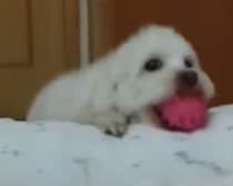 オモチャあげるからこっち向いて〜！ 赤ちゃんに自分の存在を伝えたい犬さん。