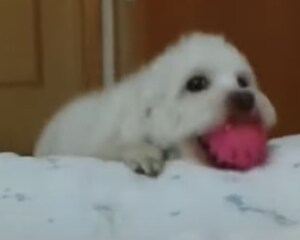 オモチャあげるからこっち向いて〜！ 赤ちゃんに自分の存在を伝えたい犬さん。