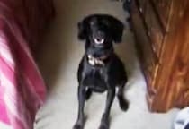 分かりやすい反応(笑) 愛犬に「お風呂入る？」「散歩いく？」と聞いてみたら…