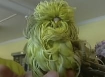 緑のモフモフなこの子は、一体何者？