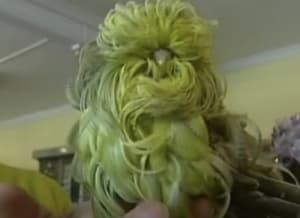 緑のモフモフなこの子は、一体何者？