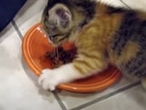 ゴハンは誰にも渡さにゃい！！ 警戒心強すぎの子猫。