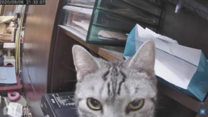 「帰りが遅〜い!」ペットカメラをチェックしたら、愛猫が怒っていた…