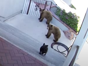 なんて立派な番犬なんだ! クマと戦う、小さなブルドッグさん!