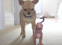 「壊しちゃったかも!?」動かなくなったオモチャを心配して急に慌てる犬さん