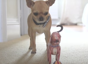 「壊しちゃったかも!?」動かなくなったオモチャを心配して急に慌てる犬さん