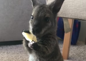 「ポテチうまっ！」ジャンクフードにハマってしまったワラビー…