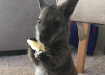 「ポテチうまっ！」ジャンクフードにハマってしまったワラビー…