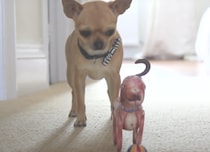 「壊しちゃったかも!?」動かなくなったオモチャを心配して急に慌てる犬さん