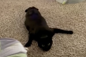 その動き怖いからやめて〜！ 床をカサカサ移動する猫さん