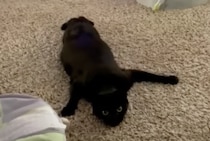 その動き怖いからやめて〜！ 床をカサカサ移動する猫さん