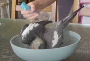 たまらんわぁ〜！ 水浴びが大好きなインコ、霧吹きでさらに大盛り上がり♪