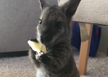 「ポテチうまっ！」ジャンクフードにハマってしまったワラビー…