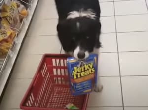 「これも買っていい？」スーパーで自分でお買い物する犬。
