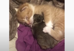 【癒し】保護された子猫とうさぎの赤ちゃんが一緒にスヤスヤ、可愛い姿にキュンとする！