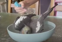 たまらんわぁ〜！ 水浴びが大好きなインコ、霧吹きでさらに大盛り上がり♪