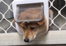 「ぴょっこり！」早くお散歩いきたいなぁ… 可愛く訴える犬さん