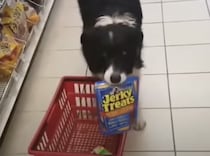 「これも買っていい？」スーパーで自分でお買い物する犬。