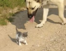 「待って待ってー！」先輩犬の後を追いかける子猫が可愛い