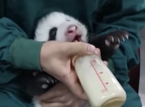 「ミルクちょーだい！」の声が可愛すぎる赤ちゃんパンダ