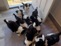 12匹の子犬が一斉にごはんへダイブ！ わちゃわちゃ食べる姿が癒やしすぎる