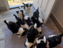 12匹の子犬が一斉にごはんへダイブ！ わちゃわちゃ食べる姿が癒やしすぎる