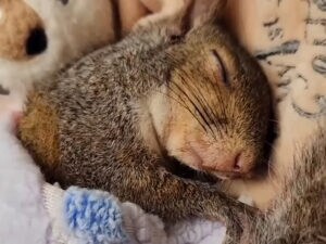 ケガを乗り越えてスヤスヤ… 保護されたリスが見せる安心しきった寝顔