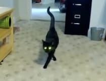 エレガント！モデル歩きを披露する猫。