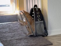 一生懸命すぎて気づかない！ 必死にネコパンチで脱出を試みる猫さんが面白い