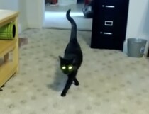 エレガント！モデル歩きを披露する猫。