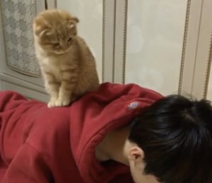 宿題まだー? 飼い主の妨害をする子猫が可愛い。