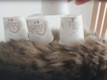 普段は猫がちょっかいを出すけれど、今回は逆！ 猫さんにかまってほしい飼い主さん