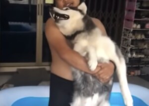 ハスキー犬「お風呂と何が違うのさ!」プールに入りたくない!