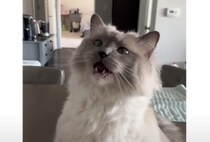 飼い主さんの愛情に応えてくれる猫、声も行動も可愛い♡