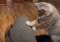 元気な子猫の遊びになってあげるため、しっぽで遊んであげる先輩猫さん