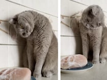 「これニャに？ これニャに？」 お肉を見てハテナが止まらない猫。