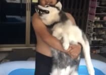 ハスキー犬「お風呂と何が違うのさ！」プールに入りたくない！