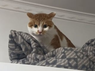 「降りておいで」に「むぅ〜！」猫さんの駄々っ子みたいな拒否反応が面白い