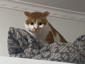 「降りておいで」に「むぅ〜!」猫さんの駄々っ子みたいな拒否反応が面白い