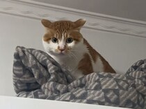 「降りておいで」に「むぅ〜！」猫さんの駄々っ子みたいな拒否反応が面白い