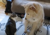 優しいなぁ、猫の攻撃にイライラしても大人な対応を見せる犬さん