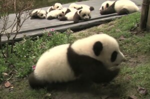 赤ちゃんパンダの一歩って小さい! ゆっくりゆっくりの追いかけっこ♪