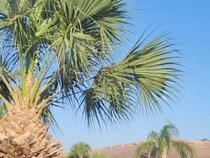 「こんなところに!?」ヤシの葉をベッドにくつろぐリスたちの姿が話題