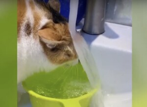 ザッバーン!頭から水をかぶる猫「おかしいニャ… 全然飲めない」