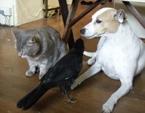 「あ〜ん、して。」犬と猫にエサをあげてお世話する鳥さん！