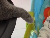 たったこれだけで赤ちゃんご機嫌♡ 猫さんの優しい遊び方にほっこり