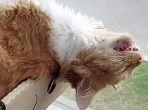 息してる… よね？ びっくりしちゃう寝相の猫。