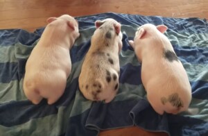 3匹の子ブタさ〜ん! 呼ぶと可愛い反応が♡